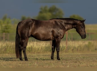 Caballo cuarto de milla, Caballo castrado, 3 años, 152 cm, Negro