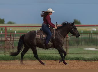 Caballo cuarto de milla, Caballo castrado, 3 años, 152 cm, Negro