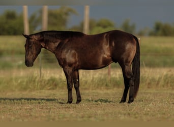 Caballo cuarto de milla, Caballo castrado, 3 años, 152 cm, Negro