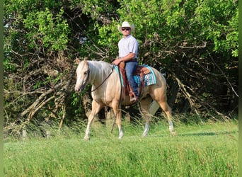 Caballo cuarto de milla, Caballo castrado, 3 años, 152 cm, Palomino