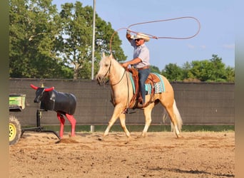 Caballo cuarto de milla, Caballo castrado, 3 años, 152 cm, Palomino