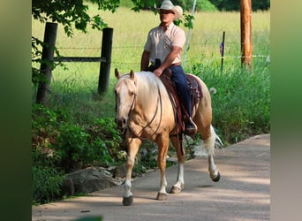 Caballo cuarto de milla, Caballo castrado, 3 años, 152 cm, Palomino