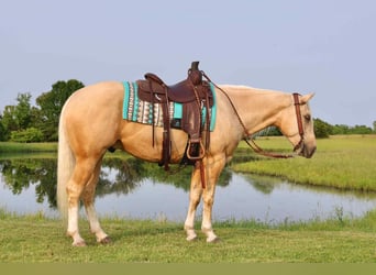 Caballo cuarto de milla, Caballo castrado, 3 años, 152 cm, Palomino