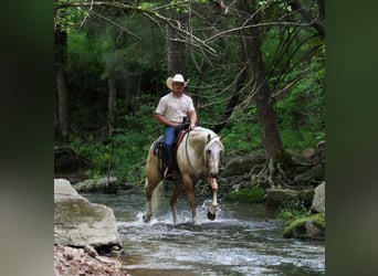 Caballo cuarto de milla, Caballo castrado, 3 años, 152 cm, Palomino