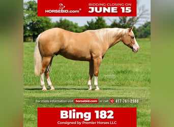 Caballo cuarto de milla, Caballo castrado, 3 años, 152 cm, Palomino
