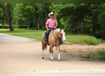Caballo cuarto de milla, Caballo castrado, 3 años, 152 cm, Palomino