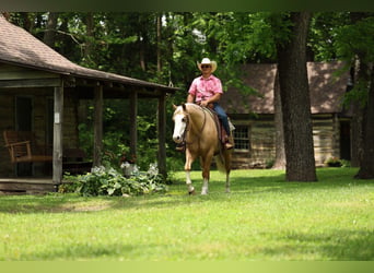Caballo cuarto de milla, Caballo castrado, 3 años, 152 cm, Palomino