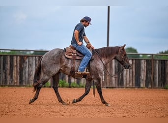 Caballo cuarto de milla, Caballo castrado, 3 años, 152 cm, Ruano alazán