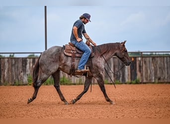 Caballo cuarto de milla, Caballo castrado, 3 años, 152 cm, Ruano alazán