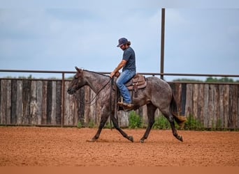 Caballo cuarto de milla, Caballo castrado, 3 años, 152 cm, Ruano alazán