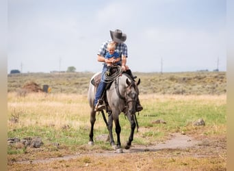 Caballo cuarto de milla, Caballo castrado, 3 años, 152 cm, Ruano azulado