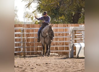 Caballo cuarto de milla, Caballo castrado, 3 años, 152 cm, Ruano azulado