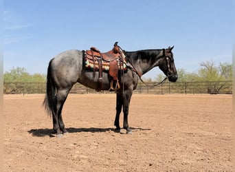 Caballo cuarto de milla, Caballo castrado, 3 años, 152 cm, Ruano azulado