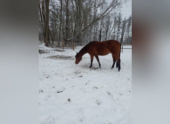 Caballo cuarto de milla, Caballo castrado, 3 años, 153 cm, Castaño