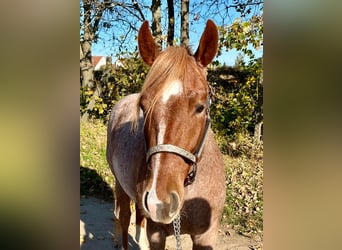 Caballo cuarto de milla, Caballo castrado, 3 años, 153 cm, Ruano alazán