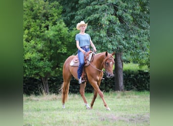 Caballo cuarto de milla, Caballo castrado, 3 años, 154 cm, Alazán