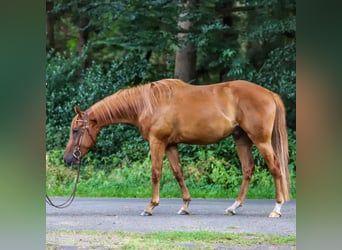 Caballo cuarto de milla, Caballo castrado, 3 años, 154 cm, Alazán