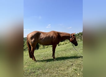 Caballo cuarto de milla, Caballo castrado, 3 años, 154 cm, Ruano alazán