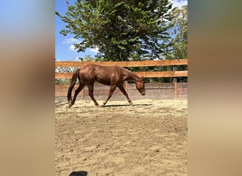 Caballo cuarto de milla, Caballo castrado, 3 años, 154 cm, Ruano alazán