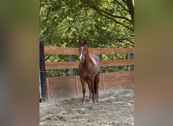 Caballo cuarto de milla, Caballo castrado, 3 años, 154 cm, Ruano alazán