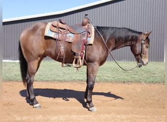 Caballo cuarto de milla, Caballo castrado, 3 años, 155 cm, Buckskin/Bayo