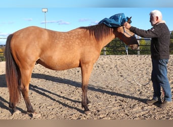 Caballo cuarto de milla, Caballo castrado, 3 años, 155 cm, Buckskin/Bayo