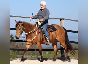 Caballo cuarto de milla, Caballo castrado, 3 años, 155 cm, Buckskin/Bayo