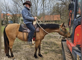 Caballo cuarto de milla, Caballo castrado, 3 años, 155 cm, Buckskin/Bayo