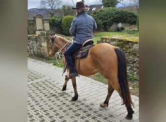 Caballo cuarto de milla, Caballo castrado, 3 años, 155 cm, Buckskin/Bayo