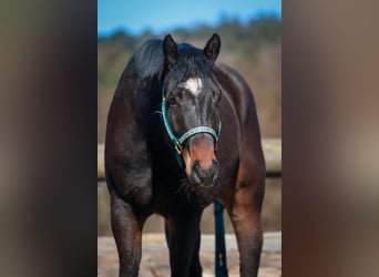 Caballo cuarto de milla, Caballo castrado, 3 años, 155 cm, Castaño oscuro