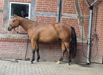 Caballo cuarto de milla, Caballo castrado, 3 años, 155 cm, Castaño