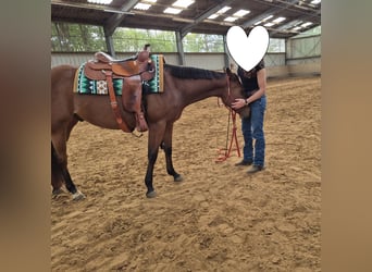 Caballo cuarto de milla, Caballo castrado, 3 años, 155 cm, Castaño