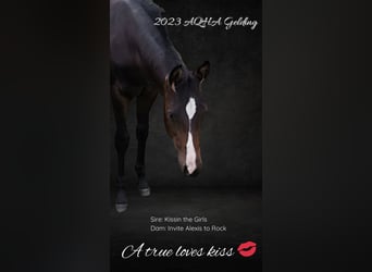 Caballo cuarto de milla, Caballo castrado, 3 años, 155 cm, Negro