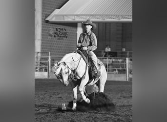 Caballo cuarto de milla, Caballo castrado, 3 años, 155 cm, Palomino