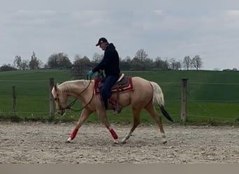 Caballo cuarto de milla, Caballo castrado, 3 años, 155 cm, Palomino