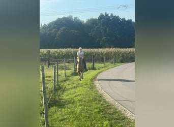 Caballo cuarto de milla, Caballo castrado, 3 años, 155 cm, Palomino