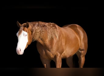 Caballo cuarto de milla, Caballo castrado, 3 años, 155 cm, Red Dun/Cervuno