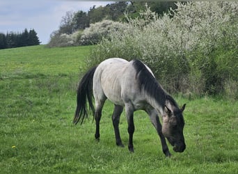 Caballo cuarto de milla, Caballo castrado, 3 años, 155 cm, Ruano azulado