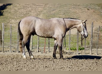 Caballo cuarto de milla, Caballo castrado, 3 años, 155 cm, Tordo