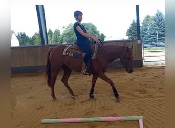 Caballo cuarto de milla, Caballo castrado, 3 años, 156 cm, Alazán