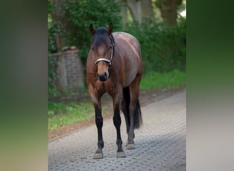 Caballo cuarto de milla, Caballo castrado, 3 años, 156 cm, Castaño-ruano
