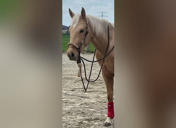 Caballo cuarto de milla, Caballo castrado, 3 años, 156 cm, Palomino