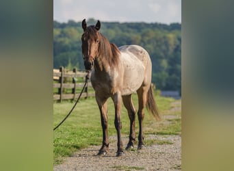 Caballo cuarto de milla Mestizo, Caballo castrado, 3 años, 157 cm