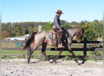 Caballo cuarto de milla Mestizo, Caballo castrado, 3 años, 157 cm
