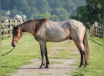 Caballo cuarto de milla Mestizo, Caballo castrado, 3 años, 157 cm