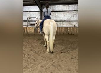 Caballo cuarto de milla, Caballo castrado, 3 años, 157 cm, Palomino