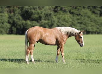 Caballo cuarto de milla, Caballo castrado, 3 años, 157 cm, Palomino