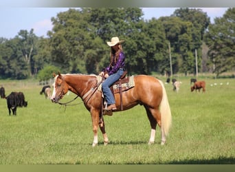 Caballo cuarto de milla, Caballo castrado, 3 años, 157 cm, Palomino