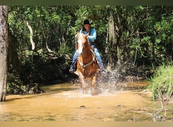 Caballo cuarto de milla, Caballo castrado, 3 años, 157 cm, Palomino