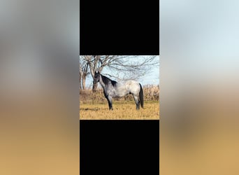 Caballo cuarto de milla Mestizo, Caballo castrado, 3 años, 157 cm, Ruano azulado